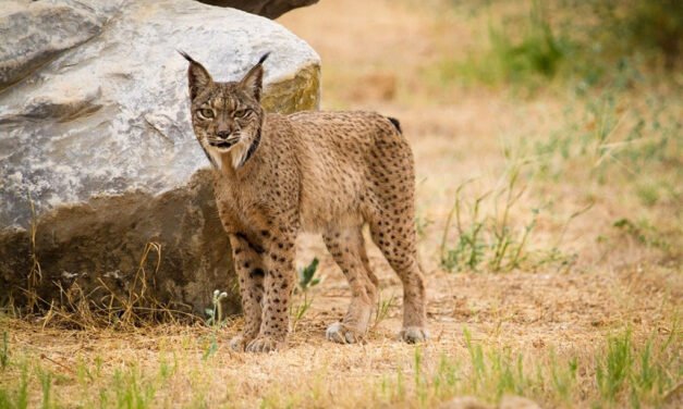 El lince ibérico deja de estar en peligro de extinción