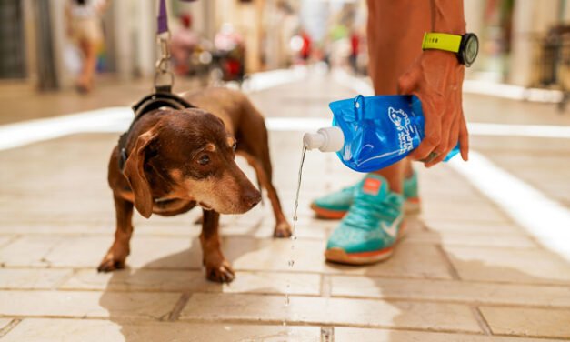 El Ayuntamiento repartirá más de 2.000 botellas para limpiar la orina de los perros