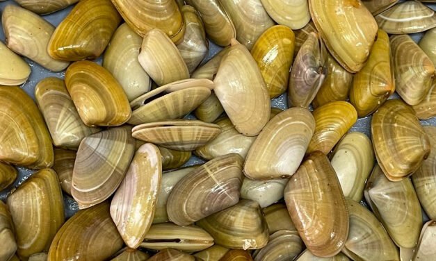 Cerrado el marisqueo de coquina y longueirón entre Isla Canela y Mazagón