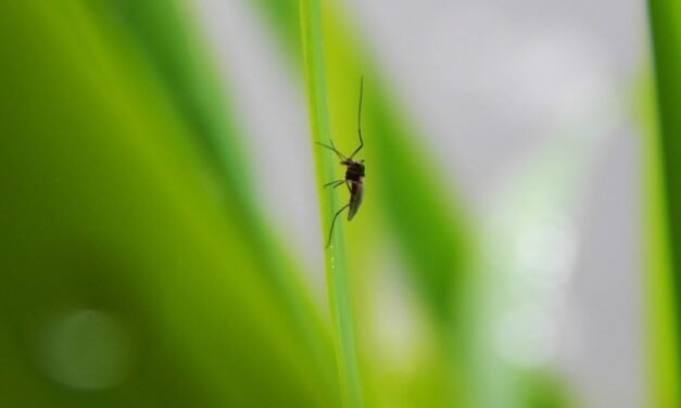 Un caso de virus del Nilo pone a Campofrío en nivel de alerta 5