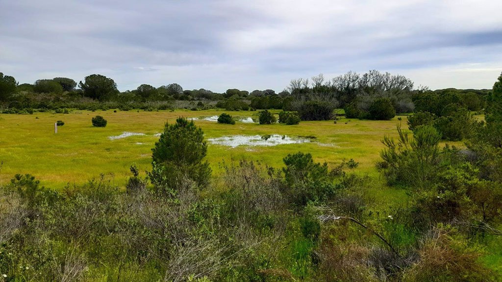 El torillo andaluz desaparece de Doñana