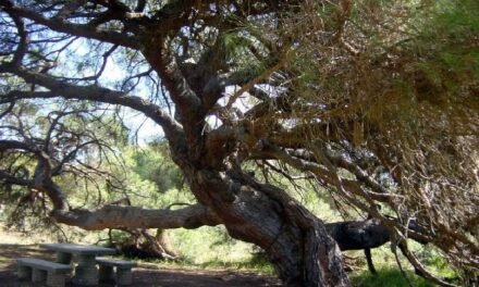 El Pino Centenario de Mazagón, candidato a ‘Árbol Nacional y Europeo del Año’