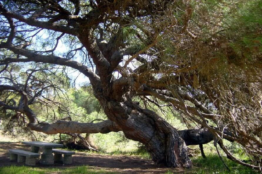 El Pino Centenario de Mazagón, candidato a ‘Árbol Nacional y Europeo del Año’