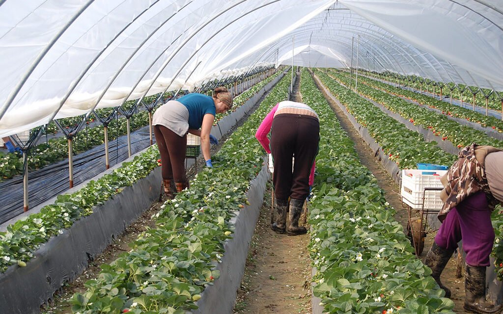 La Junta adelanta el pago de las ayudas para la contratación de seguros agrarios