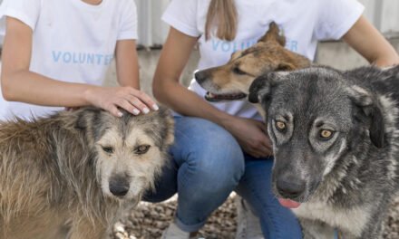 El Ayuntamiento pide voluntarios para la acogida temporal de perros