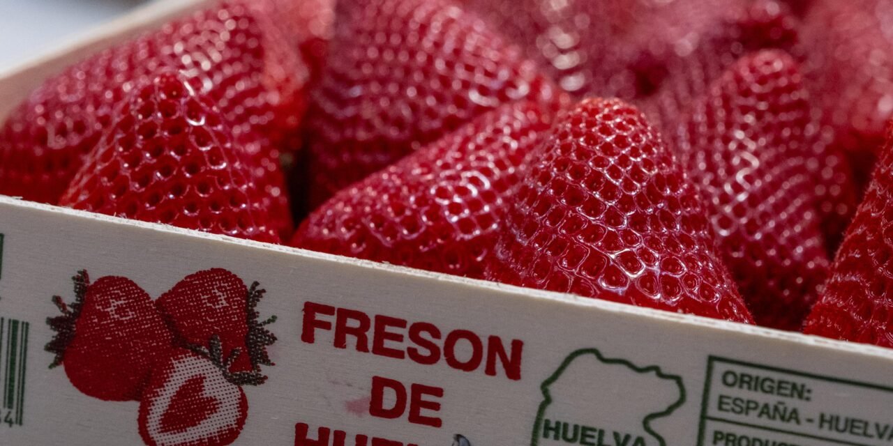 Freshuelva prevé un incremento del 4% en la superficie de berries