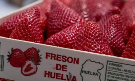 Freshuelva prevé un incremento del 4% en la superficie de berries