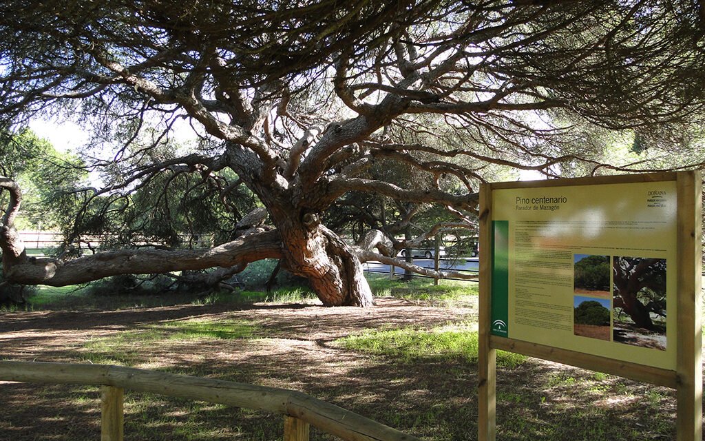 Últimos días para votar al Pino Centenario de Mazagón como árbol europeo del año