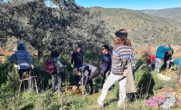 Medio centenar de voluntarios participan en una plantación de árboles en Berrocal