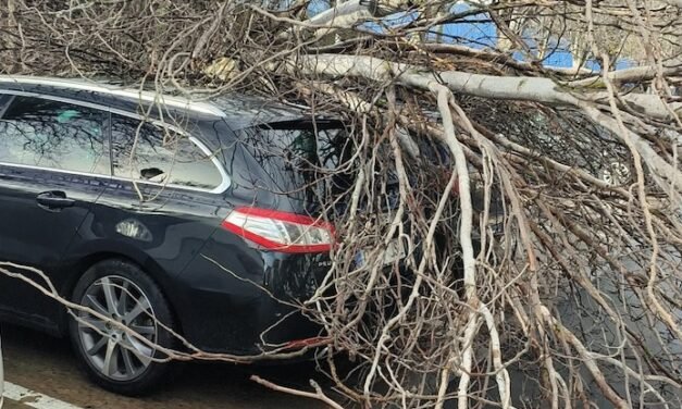 El temporal deja numerosas caídas de árboles e inundaciones en Huelva