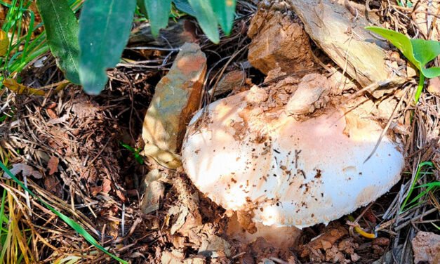 Zalamea aguarda su II Feria del Gurumelo