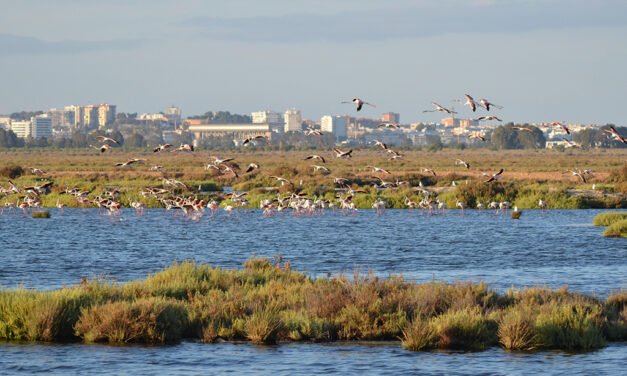 La Junta impulsa la recuperación de las Marismas del Odiel