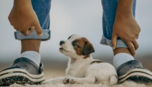 Cachorro Mascota
