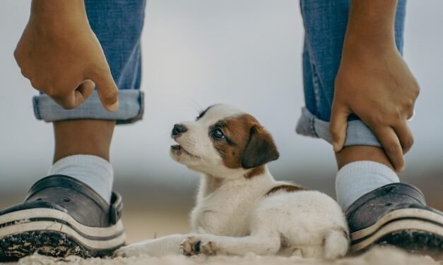 Nacen los premios Coco Rey para reconocer el cuidado de las mascotas