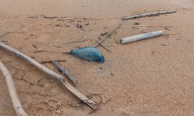 Alerta en La Antilla por la presencia de ‘carabelas portuguesas’