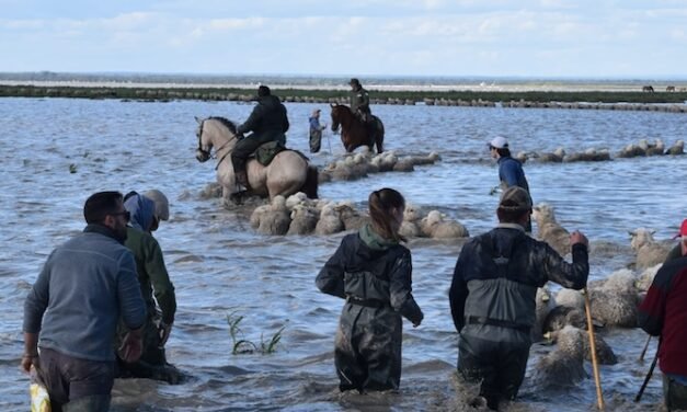 Ganaderos de Hinojos evacuarán a 600 yeguas y vacas tras la inundación de las Marismas de Doñana
