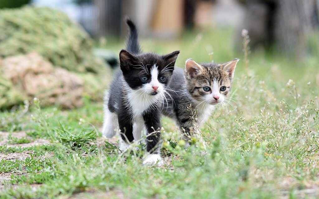 Riotinto aplicará el método CER para evitar la reproducción de gatos ferales