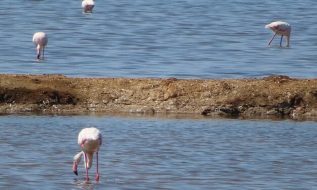 Las Marismas del Odiel ‘se trasladan’ a la Fundación Caja Rural