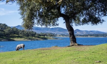 Diputación pide fondos europeos para luchar contra la Seca de la encina