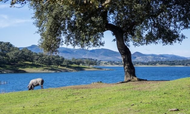 Diputación pide fondos europeos para luchar contra la Seca de la encina