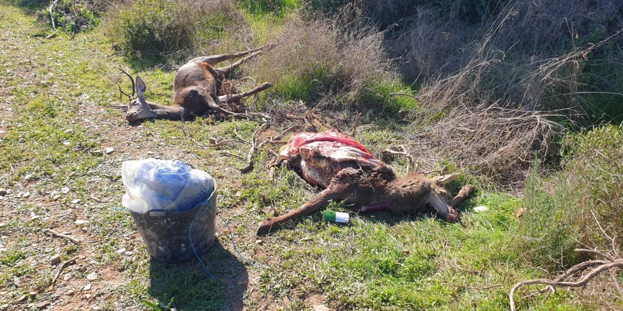 Denuncian caza furtiva de ciervas con crías en Berrocal