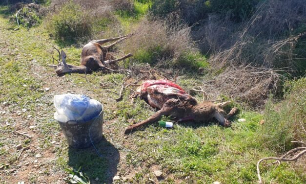 Denuncian caza furtiva de ciervas con crías en Berrocal