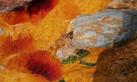 Científicos demuestran la capacidad antiinflamatoria de una microalga del río Tinto