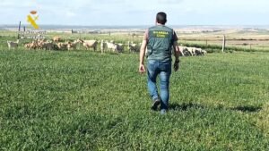 Ovejas y gallinas robadas en el Condado