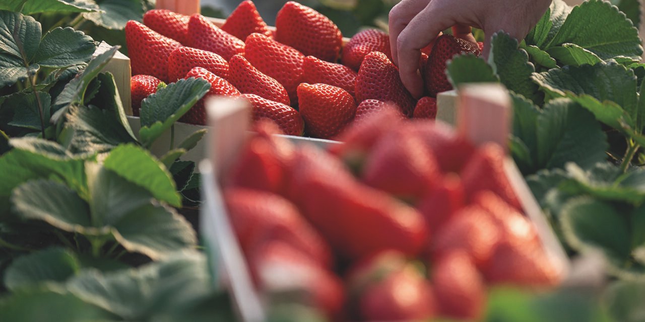 La campaña de la fresa se cierra con menos producción y más exportaciones