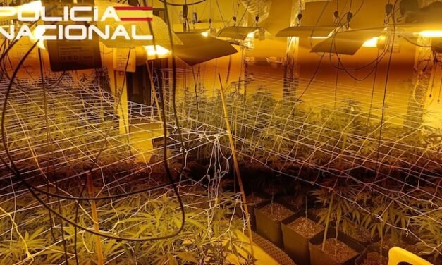 Desmantelan una plantación interior de marihuana en un local de La Merced