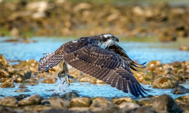 Marismas del Odiel se consolida como el paraíso del águila pescadora en España
