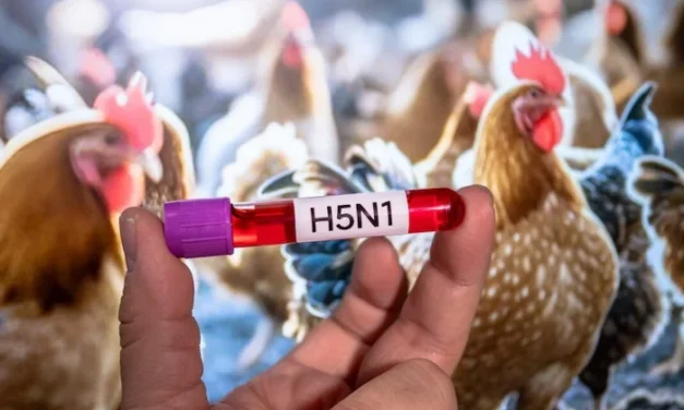 Activado el protocolo de prevención para aves silvestres ante el riesgo de gripe aviar en Doñana