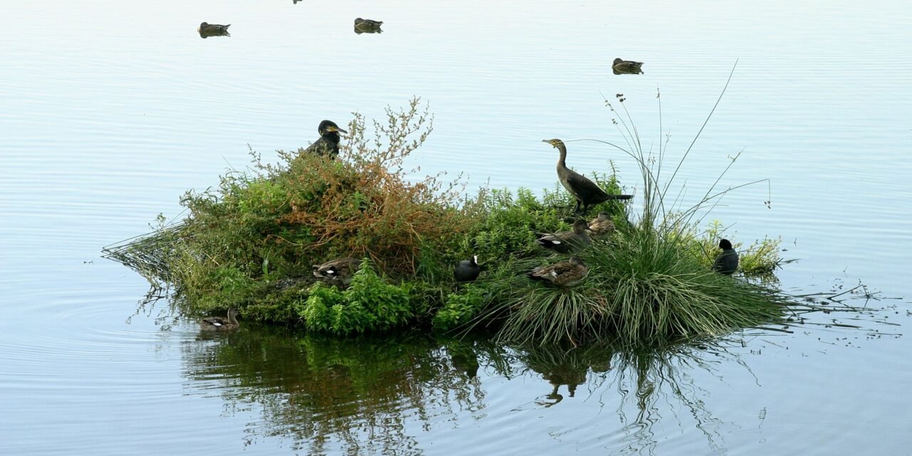 Alianza local para proteger la Laguna Primera de Palos y favorecer la agricultura