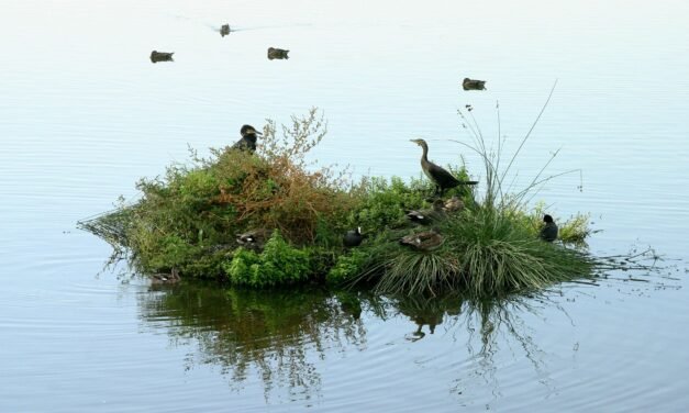 Alianza local para proteger la Laguna Primera de Palos y favorecer la agricultura