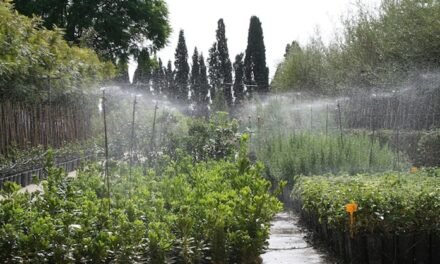 Diputación pone a disposición de los ayuntamientos de Huelva más de 10.000 ejemplares de árboles y arbustos