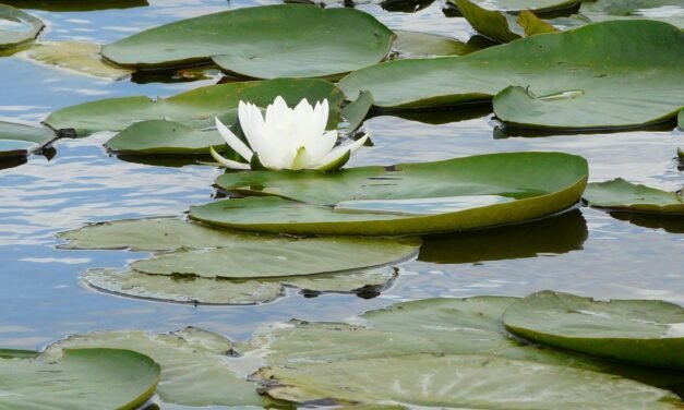 Junta y Fundación Moeve impulsan una restauración ambiental en la Laguna de las Madres