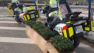Marihuana Guardia Civil