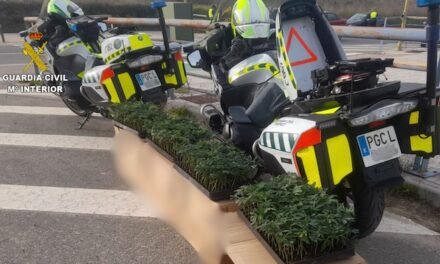 Detenido tras ser sorprendido con 600 plantones de marihuana en una furgoneta