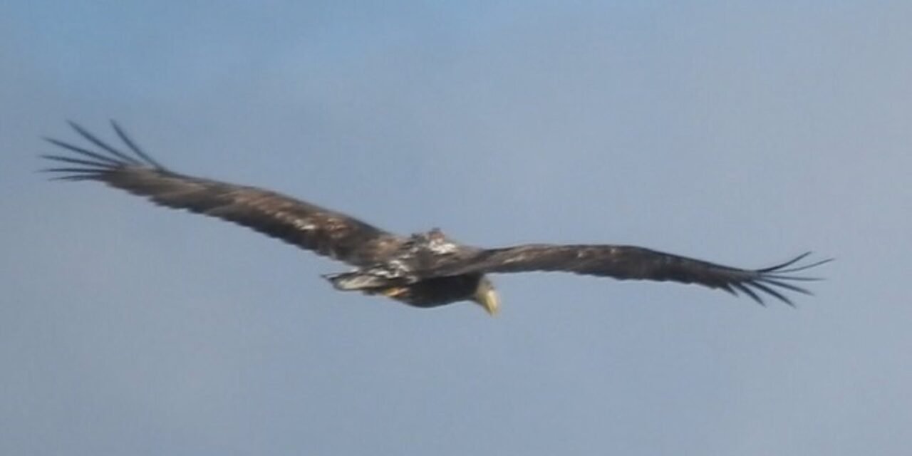 El águila más grande de Europa es avistado en la sierra de Huelva