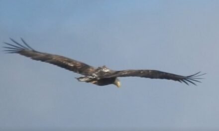 El águila más grande de Europa es avistado en la sierra de Huelva
