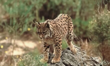 La Agencia Destino Huelva lleva a Fitur la fortaleza de una provincia diversa y sostenible