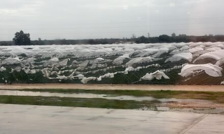 Freshuelva solicita ayudas «urgentes» tras el carrusel de borrascas que dañaron el campo
