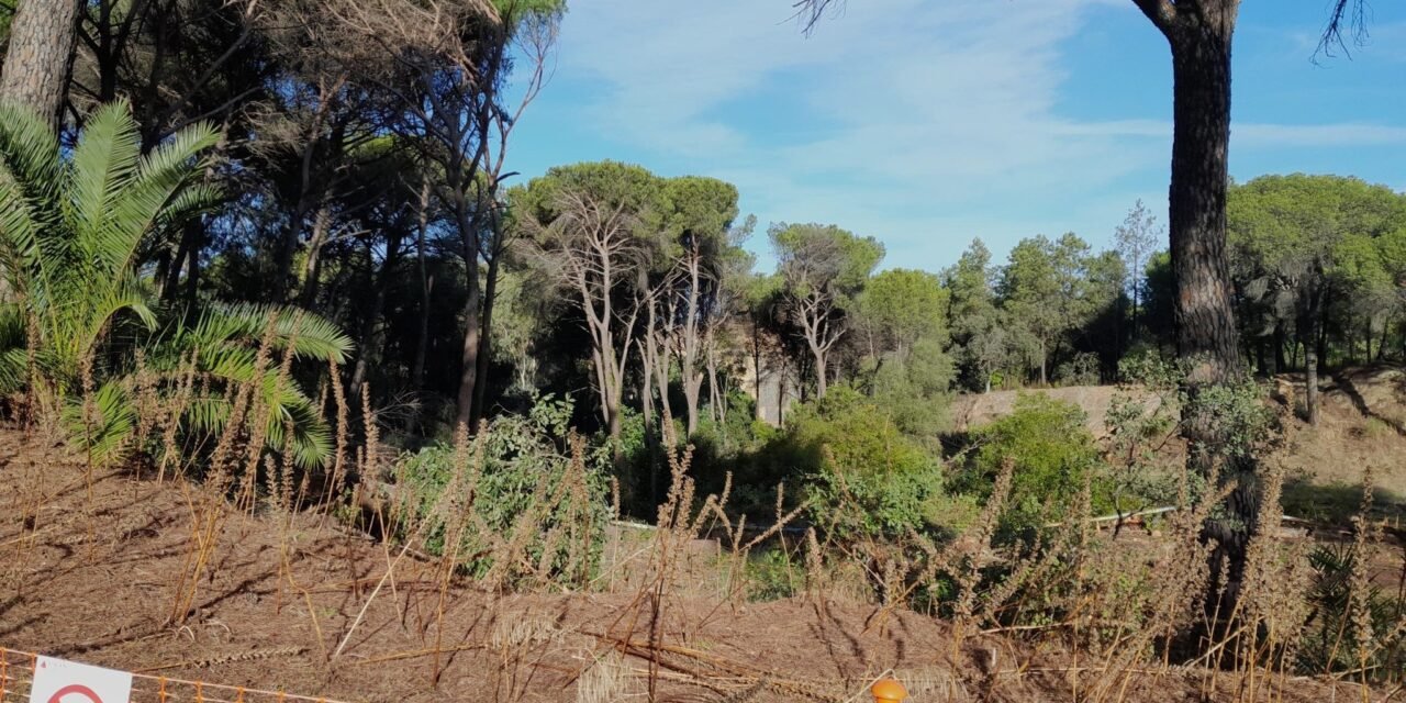 Atalaya retoma los trabajos de restauración del pinar de Bella Vista