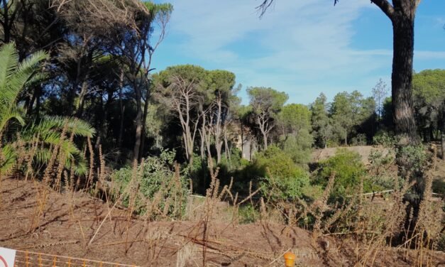Atalaya retoma los trabajos de restauración del pinar de Bella Vista