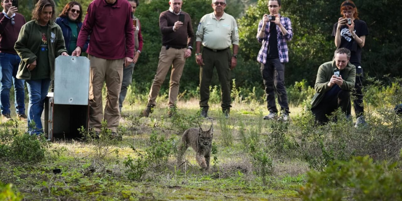 La Junta libera a Walabi, un nuevo lince ibérico, en el Espacio Natural de Doñana