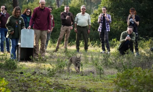 La Junta libera a Walabi, un nuevo lince ibérico, en el Espacio Natural de Doñana