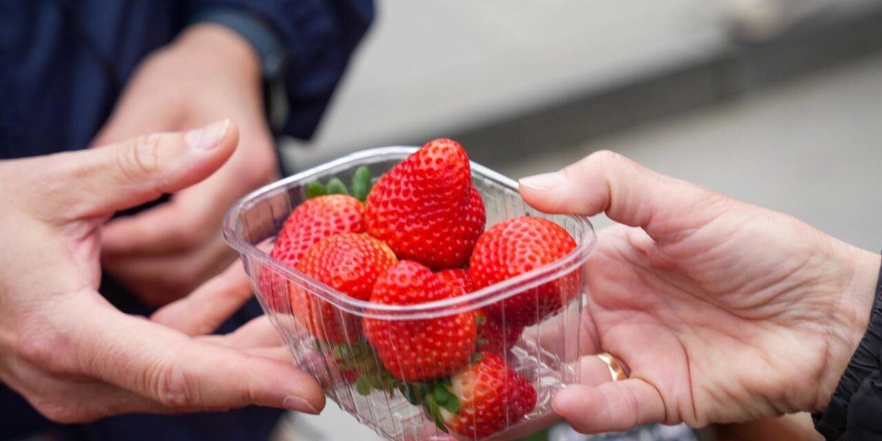 La comercialización de la fresa de Huelva baja un 50% en la quinta semana de recolección