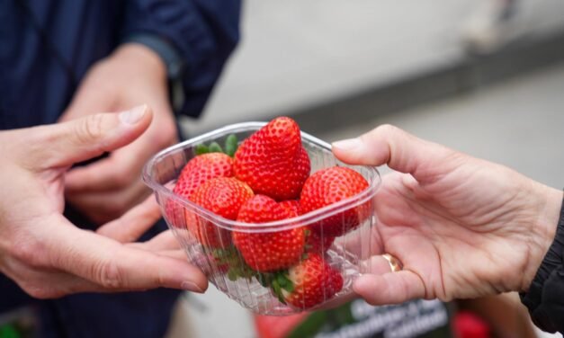 La comercialización de la fresa de Huelva baja un 50% en la quinta semana de recolección