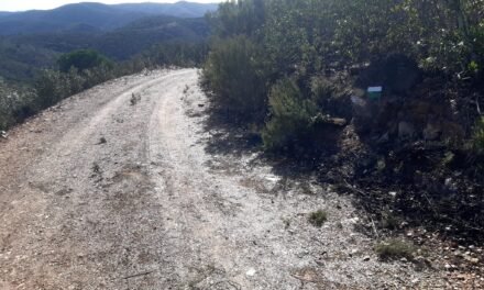 Berrocal mejora sus senderos con 400 nuevos árboles de gran porte