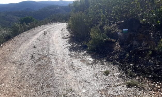 Berrocal mejora sus senderos con 400 nuevos árboles de gran porte